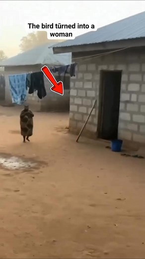 44K views · 602 reactions | The bird turned into a woman 樂 | Asa Nonso-Okoye | Facebook