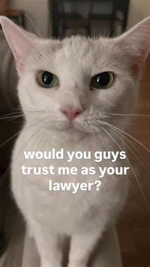 Yue 🌙 on Instagram: "she has a degree in alien studies - #cat #catmeme #cats_of_instagram #cats #sillycatsofinstagram"