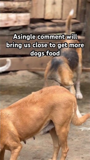 Please stay and watch more than once plus donating to help astray dog #donate #Miami68