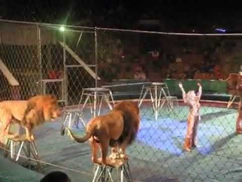 lions attack people in Circus