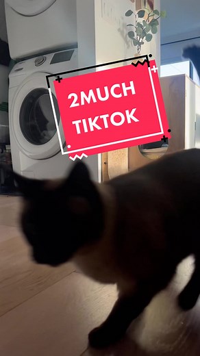 MAMA STOP LMOA ,,,::(( #MERVTHEcat #mervthepet #bagawa