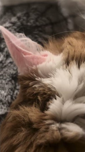 the kat be snoring😳