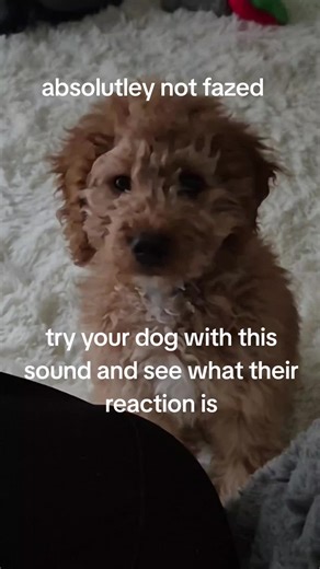 #fyp #puppies #puppy #cockerpoo #dogsounds