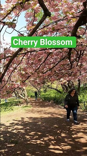 “Top Places to See Cherry Blossoms in New York City 🌸🌼💐 #newyork #travel #springnewyork
