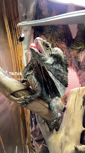 Tommys_reptiles on TikTok