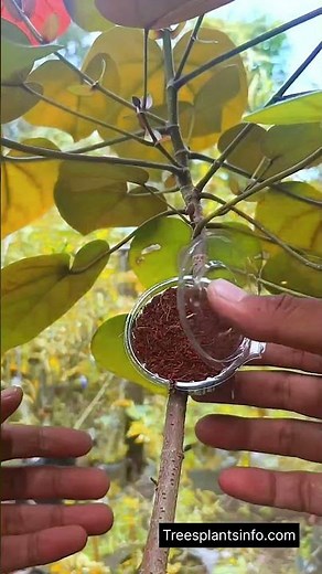 Easy way to air learning Any Tree 🌳