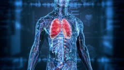 Human lungs anatomy on science background,Digital medical of human...