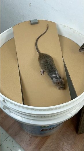 Homemade trap | DIY cut cardboard to create the best mouse trap in the world #rat #rattrap