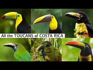 The Toucans of Costa Rica