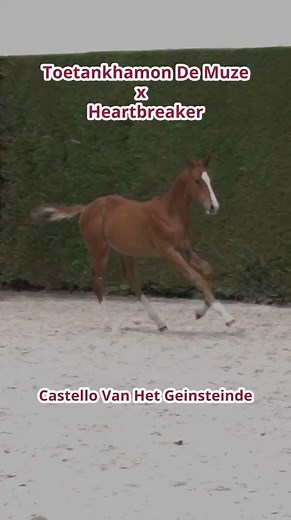 115 reactions |  BWP Elite Auction presents – Colts of the next...