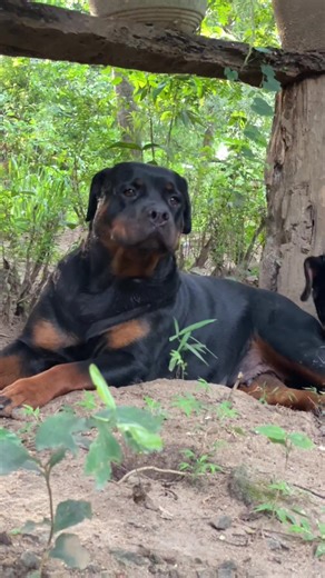 #rottweilerlovers♥️ #rottweilersoftiktok #tiktok #dog #viral #rottweilerlife #rott