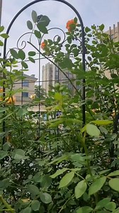 4 Pack Metal Garden Trellis 86.7" H Garden Fence Rustproof Trellis for Climbing Plants Support Roses Flower Outdoor Lawn, Black Galvanized Tube