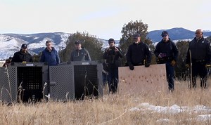 Paws on the ground: How Colorado got its wolves back - High Country News