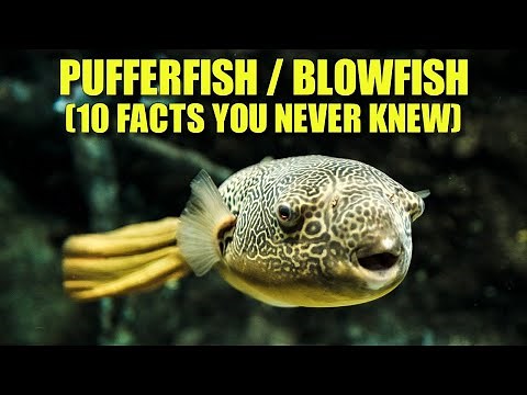 Pufferfish 🐡 (10 FACTS You NEVER KNEW)