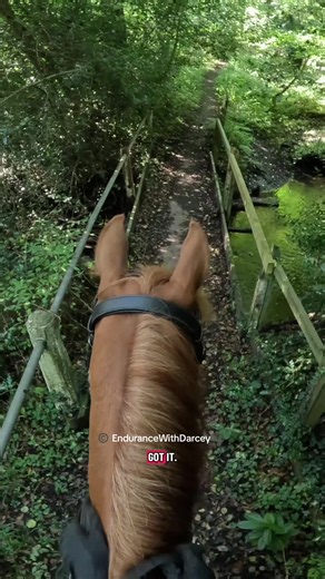 Young horse Leo conquers the troll bridge