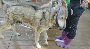 1K views · 116 reactions | Apollo is freshening up for our guests 藍 Actually, he gets a bi-weekly bath to help with skin allergies. It is just one of the ways we customize care for our resident animals. Many thanks to our staff and volunteers that care so deeply for our animals. Meet Apollo: https://1l.ink/CBXR4HV #ShyWolfSanctuary #Naples #Florida #wolfdog #wolfpack #SWFL | Shy Wolf Sanctuary | Facebook