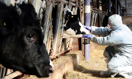 AgriSA welcomes foot and mouth disease national disaster declaration - SABC News - Breaking news, special reports, world, business, sport coverage of all South African current events. Africa's news leader.