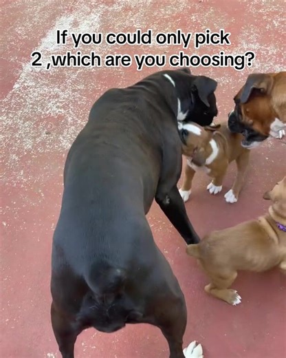 If you could only pick 2, which are you choosing? #boxerdog #boxerpuppy #boxeroftiktok