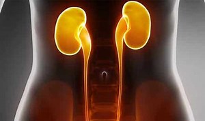 O que é ureter: função anatomia - Planeta Biologia