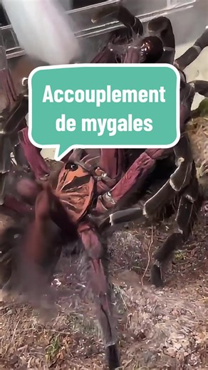 L'accouplement des mygales: magnifique mais dangereux
