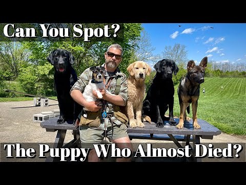 Canine Patent Ductus Arteriosus (PDA) | Post Heart Surgery Results