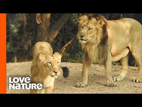 Lion Sneaks up on Lioness at Night | Predator Perspective