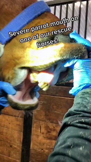 44K views · 146 reactions | Did you know that horses adult teeth continuously grow throughout their lifetime? 醴 That’s why they need their teeth checked at least once a year! Thank you to @gladevalleyequine for taking care of Nanook's teeth! #horselife #horsecare #equinedentistry #equinedentistry #horsedentist #horsedentalcare #parrotmouth #defhrnanook #teethcleaning | Days End Farm Horse Rescue | Facebook