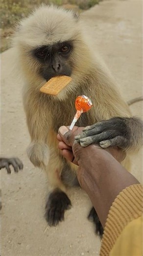 Village Road Surprise 😲 Langur Comes for Lollipop & Biscuit 🍭🍪#Langur #MonkeyVideo