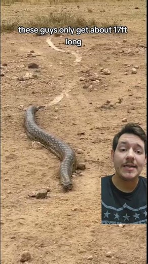 Pythons are eating people???