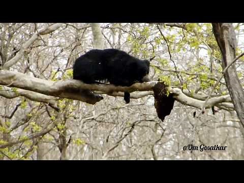 Sloth Bear Eating Honey