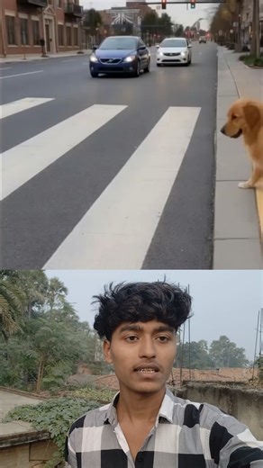 Good dogs 😎❤️ Sigma rule | inspirational quotes | motivational quotes #shorts #motivational