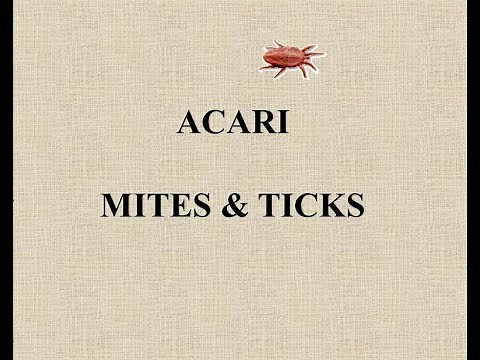 Tick and Mites - Comprehensive Details