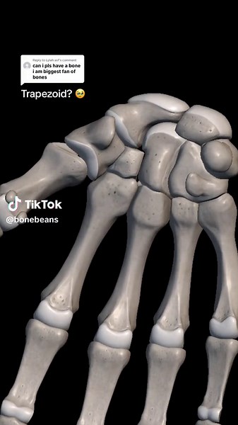 Replying to @Lylah asf maybe a trapezoid??? 🥹🥰 #bones #anatomy #skeleton #medschool
