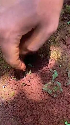 Satisfying video catching giant crickets in deep hole with venomous ants | Jarkko Korpela