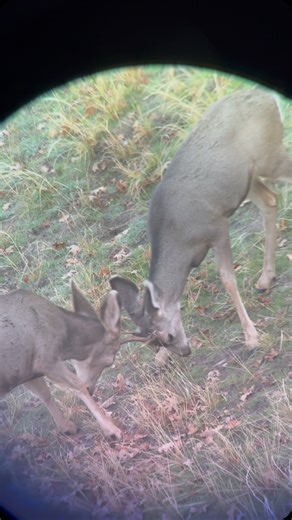 The young bucks are preparing for mating season! I was out looking at some homes and stumbled upon these two giants practicing their fighting skills! | Dave Kruger