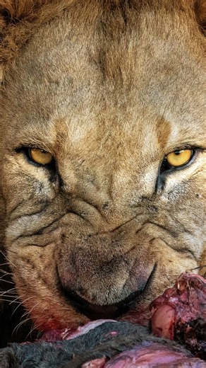 Shafic Topkins on Instagram: "5,000 strong — and I don’t take a single one of you for granted. From dusty backroads to endless savannahs, misty forests to golden sunsets — you’ve chosen to follow Shafik Topkins , not just for the destinations, but for the stories, the raw moments, and the love for Africa’s wild spaces. Thank you for every like, comment, share, DM, referral, and word of encouragement. Some of you have been here since day one, others joined along the way — but every follow means t