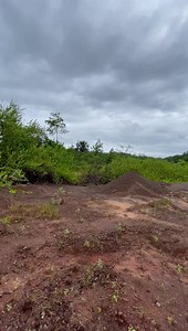 26K views · 271 reactions | VIDEO: IF YOU ARE GUYANESE YOU WOULD KNOW ABOUT THIS… Huge Chrysobalanus icaco aka fat poke grove found along the Linden/Lethem roadway. Apart from its unique taste, fat poke is said to have amazing health benefits such as: “Build Cell Membranes, Combat cancer, Reduce Risk of Heart attack, Improve Vision , Improve skin health, Beneficial for Pregnant women and Healthy Bones.” Enjoy your fat poke. | Action News Guyana | Facebook