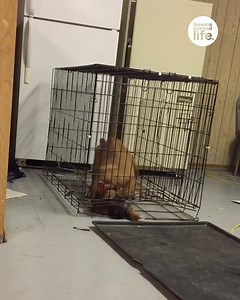 298K views · 2.4K reactions | The great escape  | Lessons Learned In Life | Facebook