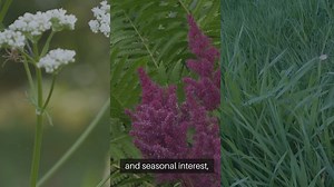 Ornamental Grass Gardening Ideas