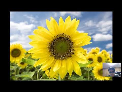 【Windows10フォトアプリ】写真をスライドショーで表示する方法。