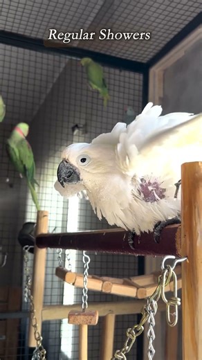 Summer + shower time = pure happiness for Kasper. ☀️🦜🚿