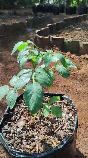 Tomato Plants Growing Fast and Healthy | Home Gardening Ideas #gardening #tomato