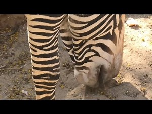 Grevy’s Zebra 🦋 Kahlfani 10 years boy 🌸 Los Angeles Zoo