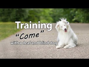 Deaf/Blind Dog Training - "Come"