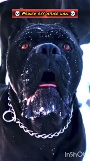 Power of Transformations dogs.#shorts #edit #trollface