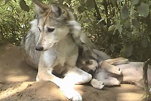 50K views · 9.6K reactions | This is what family looks like. Help...