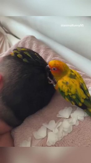 #funnypets #pet #xuhuong #viral #douyin #xuhuongtiktok #funny #foryou #funnyvideos #meme #fyp #fypシ #trending