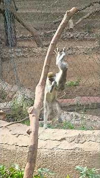 Unbelievable Monkeys Playing Like Never Before!