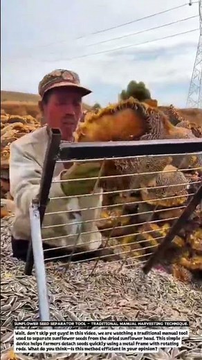 Sunflower Seed Separator Tool – Traditional Manual Harvesting Technique.
