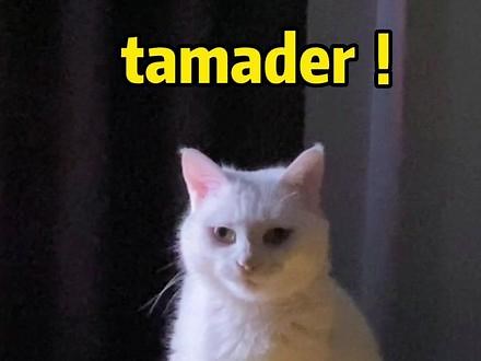 这个表情，再不起就有点儿不知好歹了……